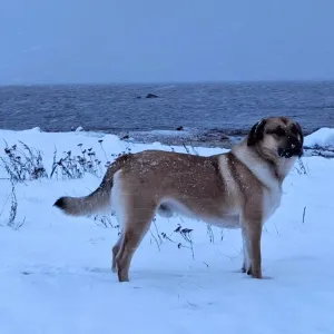 Korer_lumisel_rannal