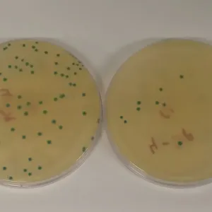 Listeria kolooniad Petri tassidel