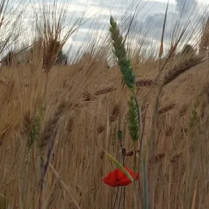 p&otilde;uap&otilde;ld