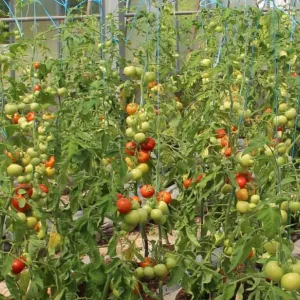 Tomatitaimed kasvuhoones
