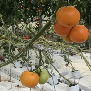 oranživiljaline tomat