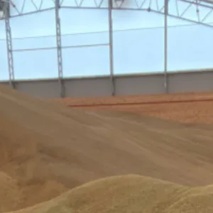 Vili salves