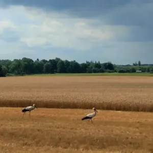kured p&otilde;llul viljakoristusel