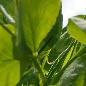Ristik