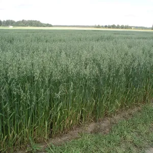 Kaerap&otilde;ld