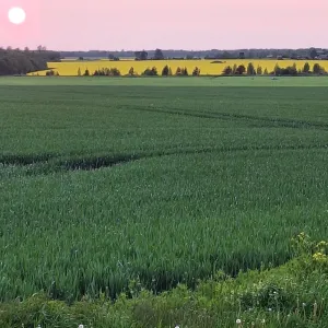 p&otilde;llud