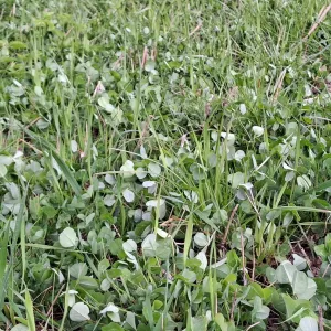 mitmeliigiline rohumaa