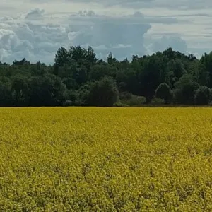 Kaanefoto