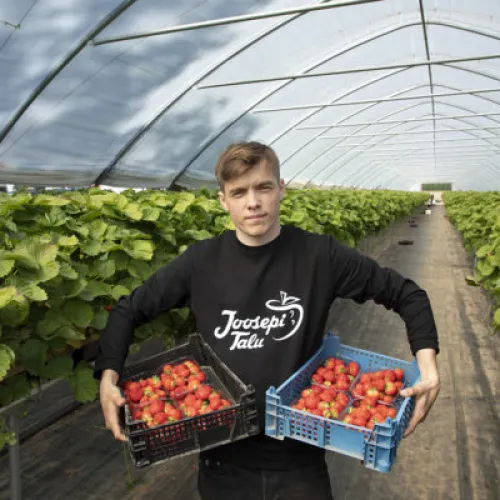 Ranet Roositalu maasikatega