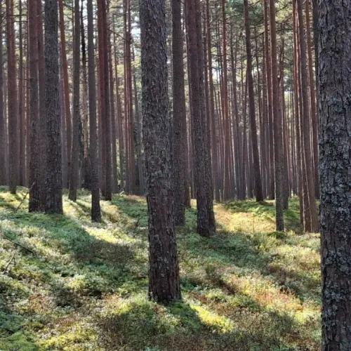 M&auml;nni mets