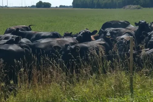 Aberdiin angus