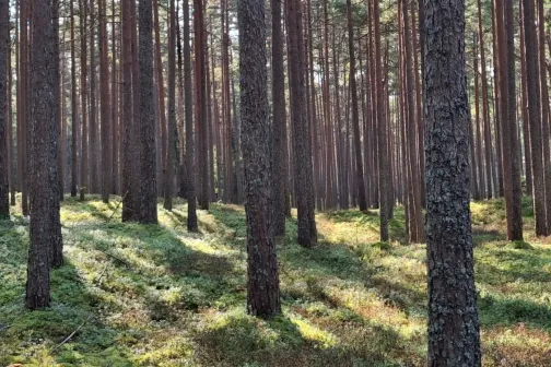 M&auml;nni mets