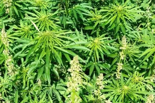 Kanep Nordic Hemp