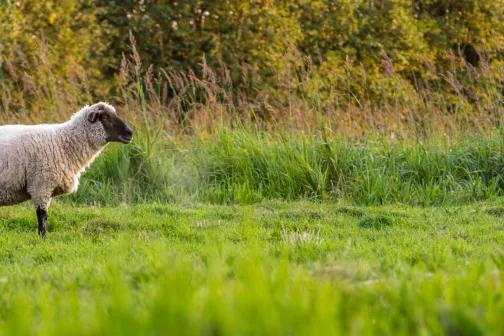 Lammas