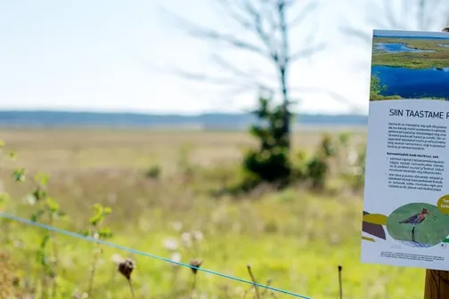 P&auml;randniidu taastamine kassari silt. Foto: T&otilde;nu Kaptein
