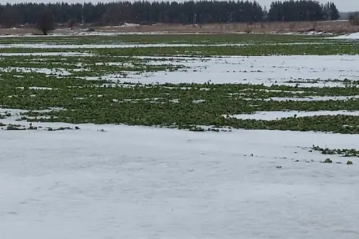 Talvitumismures p&otilde;ld