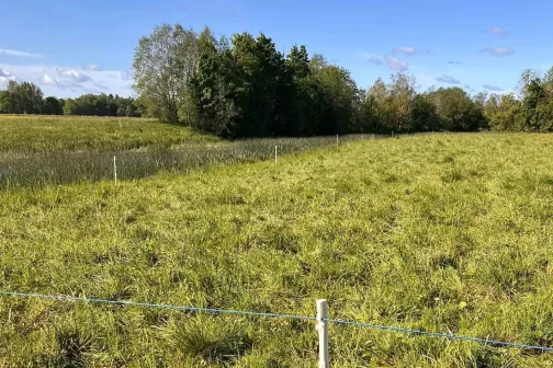 portsjonkrjatamise n&auml;ide, pildil trambitud rohi aiapostidega