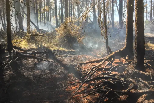Tulekahju tagaj&auml;rjed metsas