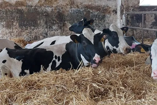 Veised lamavad laudas