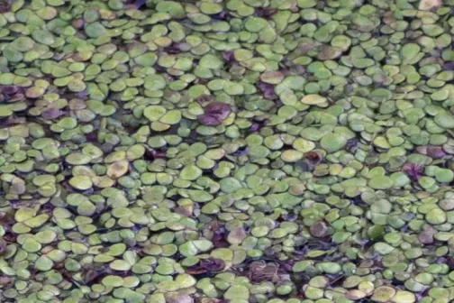 Camouflage grenouille verte