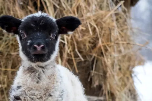 lammas heina taustal