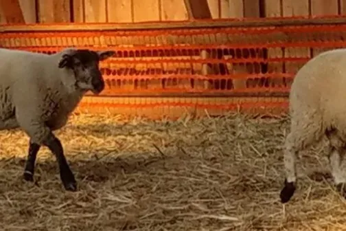 Lammas_heaolu