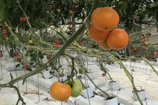 oranživiljaline tomat