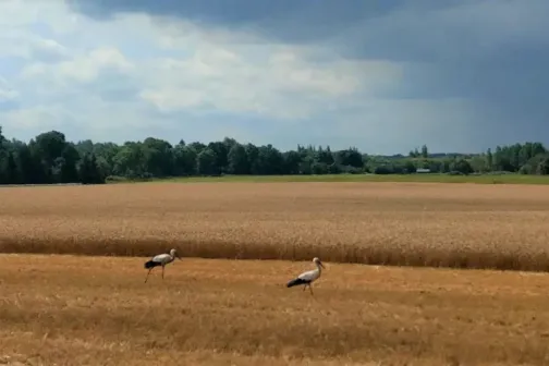 kured p&otilde;llul viljakoristusel