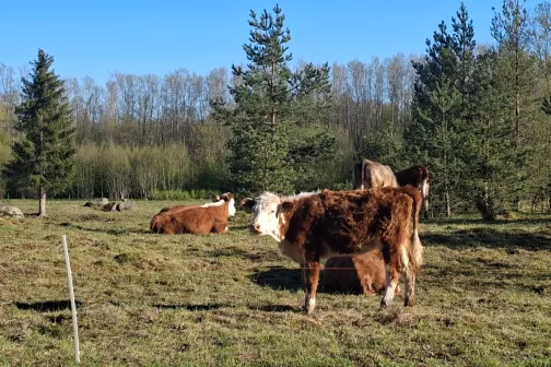 veised, kadakad ja m&auml;nnid