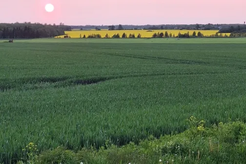 p&otilde;llud