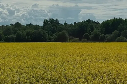Kaanefoto