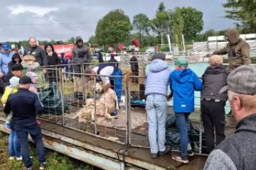 Lambapügamine on põnev