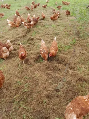 kanad ja samblatõrje
