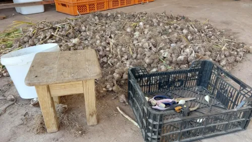 Küüslaugud põrandal valmis puhastamiseks