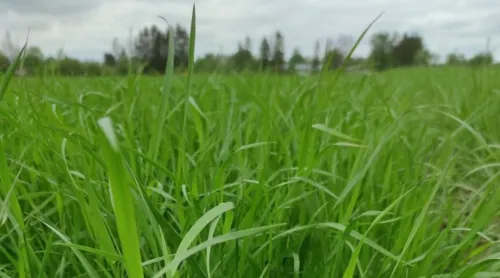 Pildil on rohelised kõrrelised