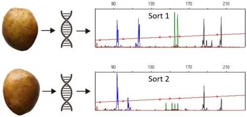 V&auml;liselt sarnaseid sorte saab &uuml;ksteisest eristada DNA s&otilde;rmej&auml;lgede abil. 