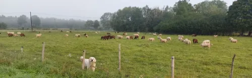 Lambad ja karjakoer