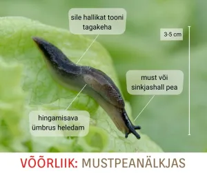 Mustpean&auml;lkjas