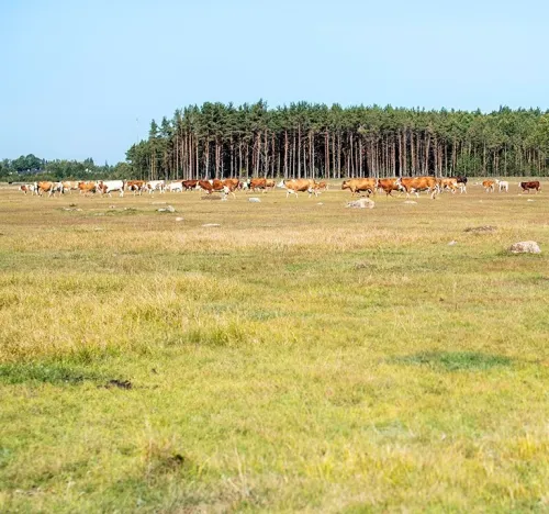 P&auml;randniite tuleb taastada. Kassari. Foto: T&otilde;nu Kaptein