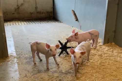 Plastik mänguasi