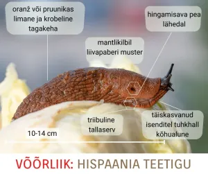 Hispaania teetigu