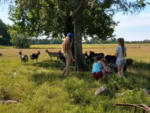 Kitsede karjatamine Lepaniidu talus