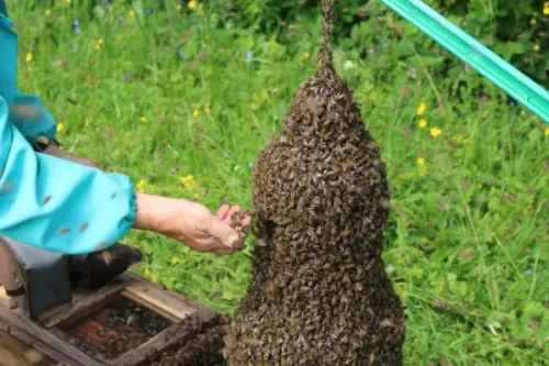 mesilassülemi korjamine