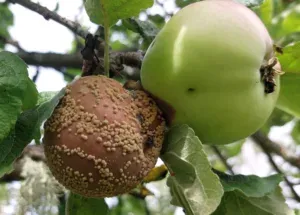 puuviljamädanik õuntel