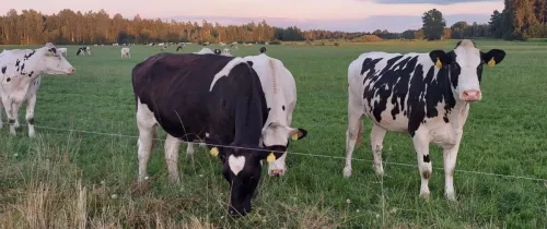 mullikad põllul