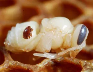 varroalest mesilase vastsel